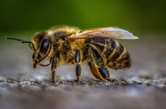 цікаві факти про бджіл