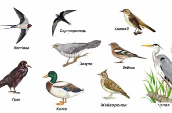 Загадки про птахів українською мовою