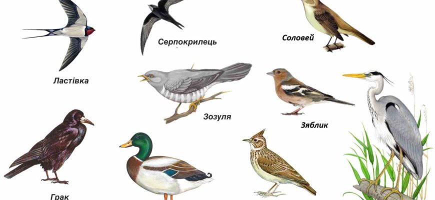 Загадки про птахів українською мовою