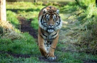цікаві факти про тигра