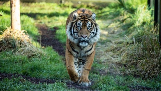 цікаві факти про тигра