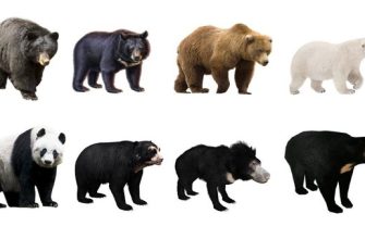 цікаві факти про ведмедів