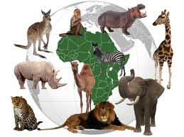 загадки про тварин африки українською