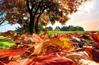загадки про осінь на українській мові