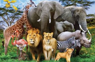 загадки про тварин африки для дітей