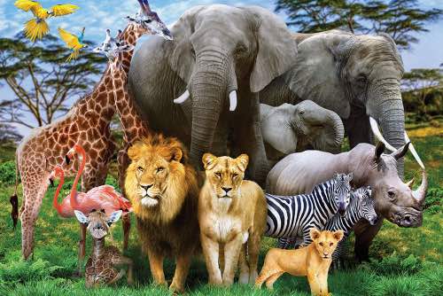 загадки про тварин африки для дітей