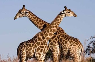 жираф цікаві факти