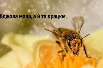 прислів'я про бджіл