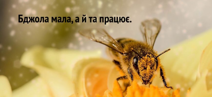прислів'я про бджіл