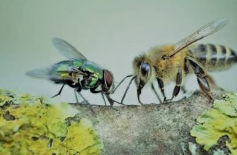 байка муха й бджола аналіз