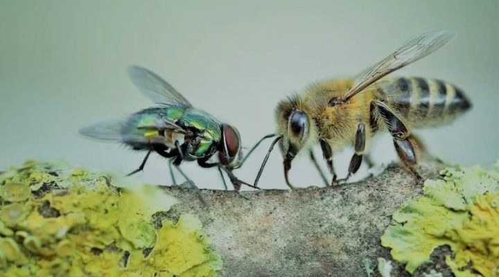 байка муха й бджола аналіз