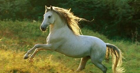 Головні герої «Білий кінь Шептало»