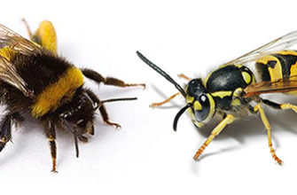 бджола та шершень аналіз