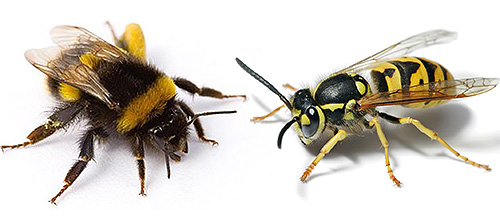 бджола та шершень скорочено