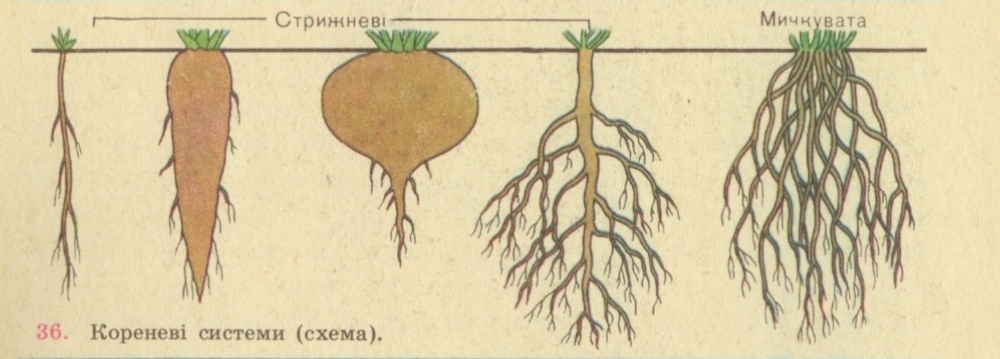 Корневые корни у каких растений. Стержневая и мочковатая система. Типы корневых систем стержневая и мочковатая. Мочковатая корневая система у моркови. Стержневая корневая система у моркови.