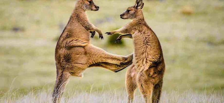 цікаві факти про кенгуру