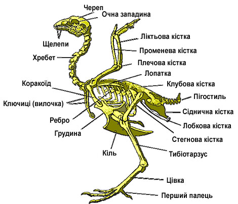 Результат пошуку зображень за запитом скелет птахів