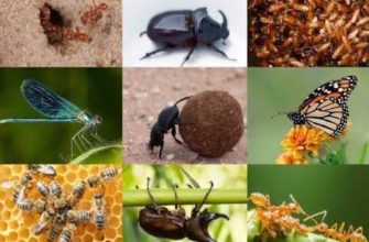 цікаві факти про комах