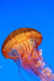 медузы интересные факты