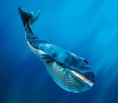 синій кит