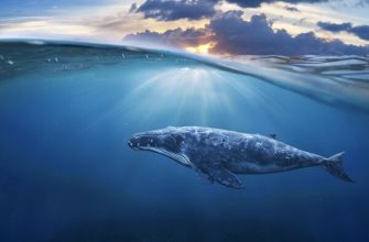 Синій кит: цікаві факти