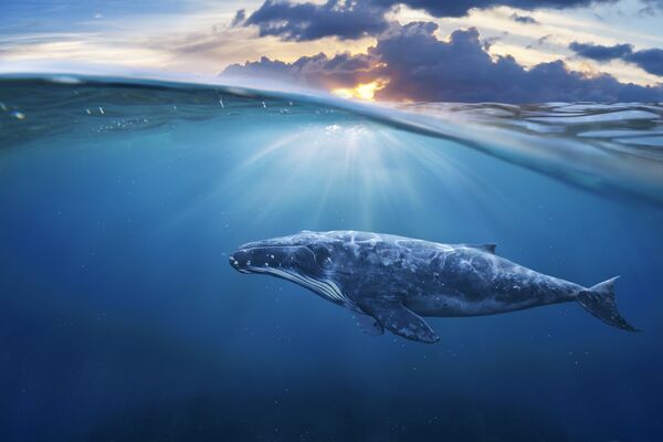 Синій кит: цікаві факти
