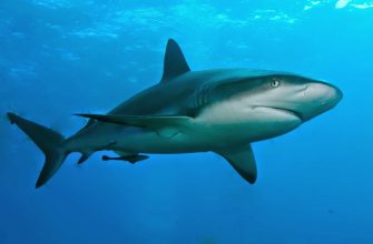 цікаві факти про акул