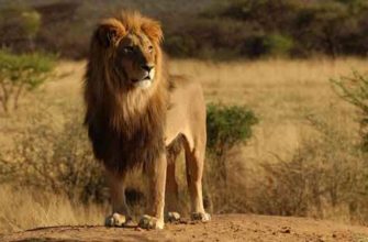 цікаві факти про лева
