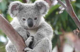 Цікаві факти про коалу