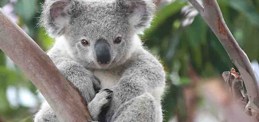 Цікаві факти про коалу