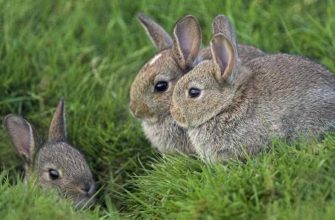 цікаві факти про кроликів
