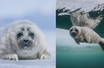 цікаві факти про тюленя