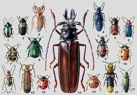 Розповідь про жуків
