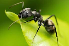 мурахи цікаві факти