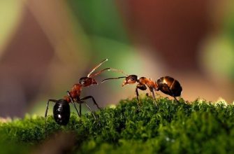 цікаві факти про мурах для дітей
