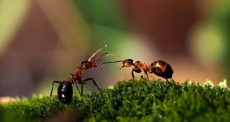 цікаві факти про мурах для дітей