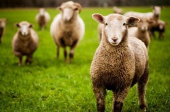 цікаві факти про вівцю