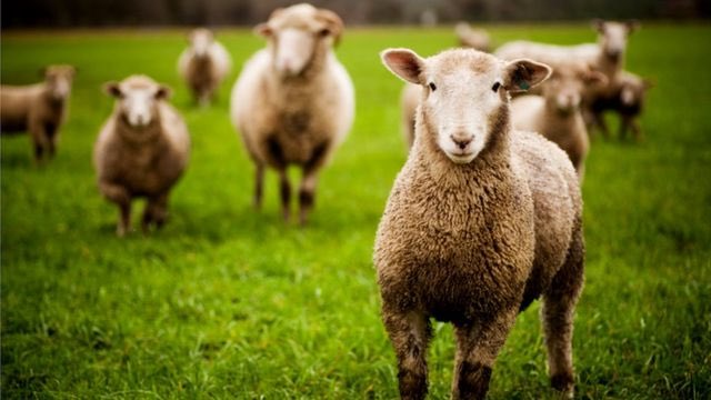 цікаві факти про вівцю