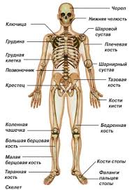 Реферат: Кісткова система людини
