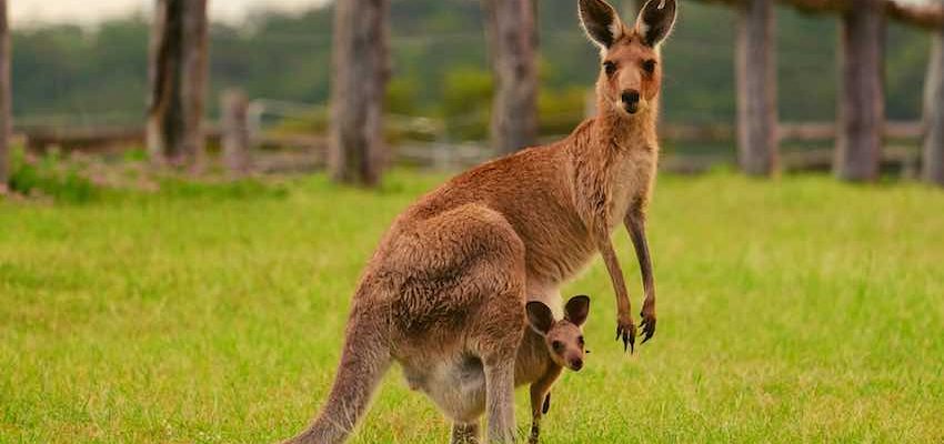 розповідь про кенгуру