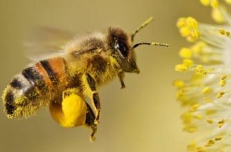 Розповідь про бджолу