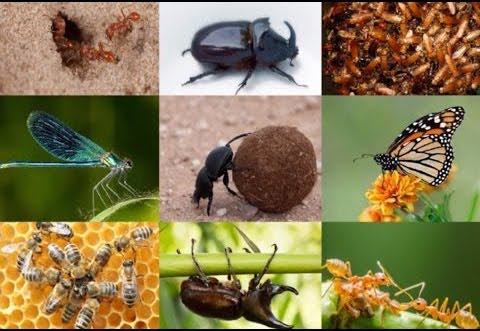 для чого потрібні комахи