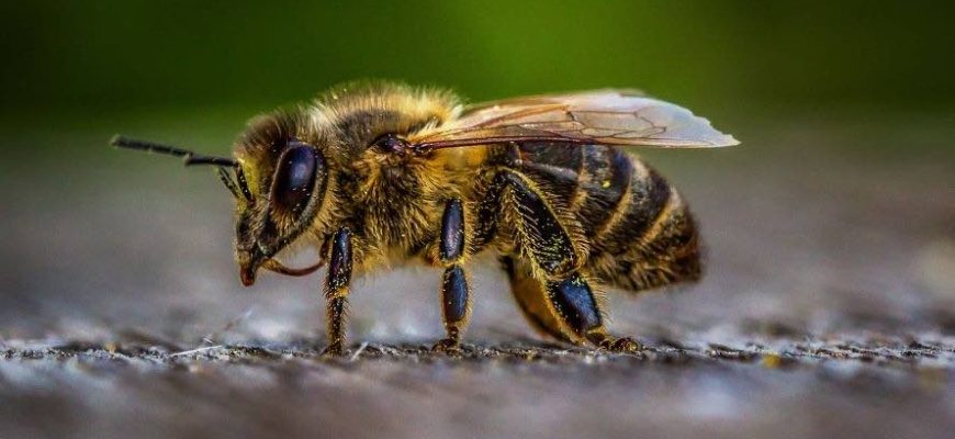 опис бджоли