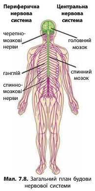 Реферат: Нервова система та її значення в регуляції та узгоджені функції організму і людини 2
