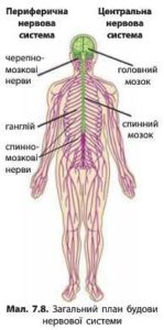 Реферат на тему “Нервова система людини”