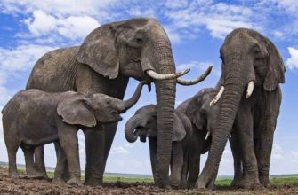цікаві факти про слонів