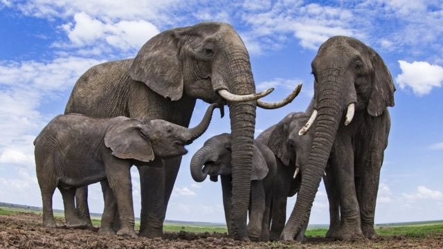 цікаві факти про слонів