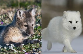 Які тварини змінюють колір хутра на зиму?