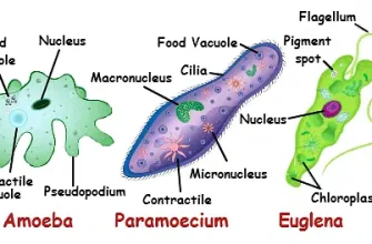 особливості одноклітинних організмів