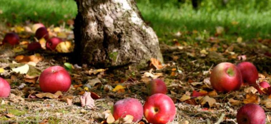 Гупають яблука — трави толочать читати вірш
